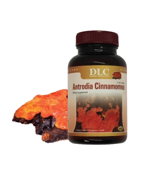 Nấm ngưu chương chi  - Cứu tinh của lá Gan